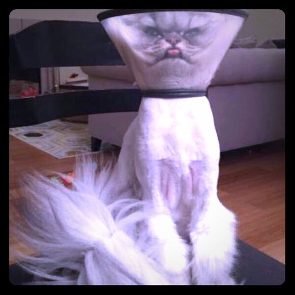 Meet your Posher, Corin - Picture 5 of 8